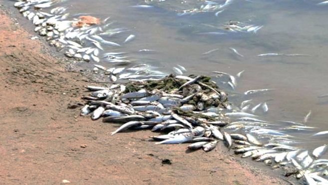 Centre Ouest Forte mortalité de poissons constatée au barrage de