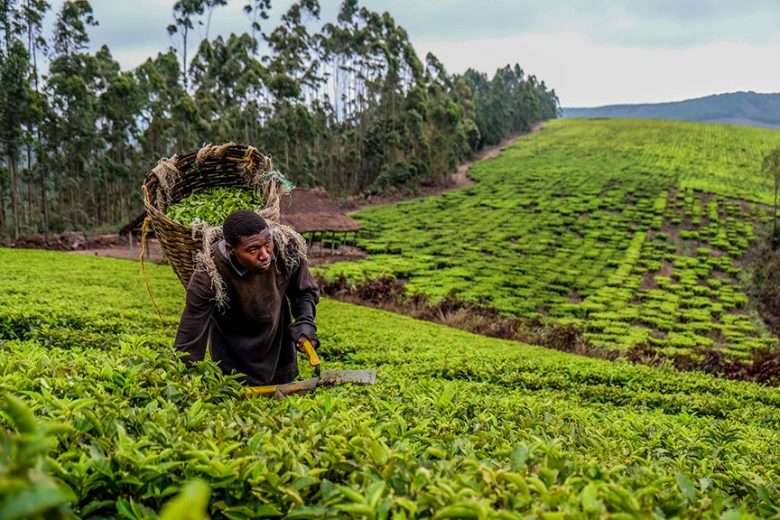 Financement du secteur agricole – Togo  Seul 0,2% du total des crédits