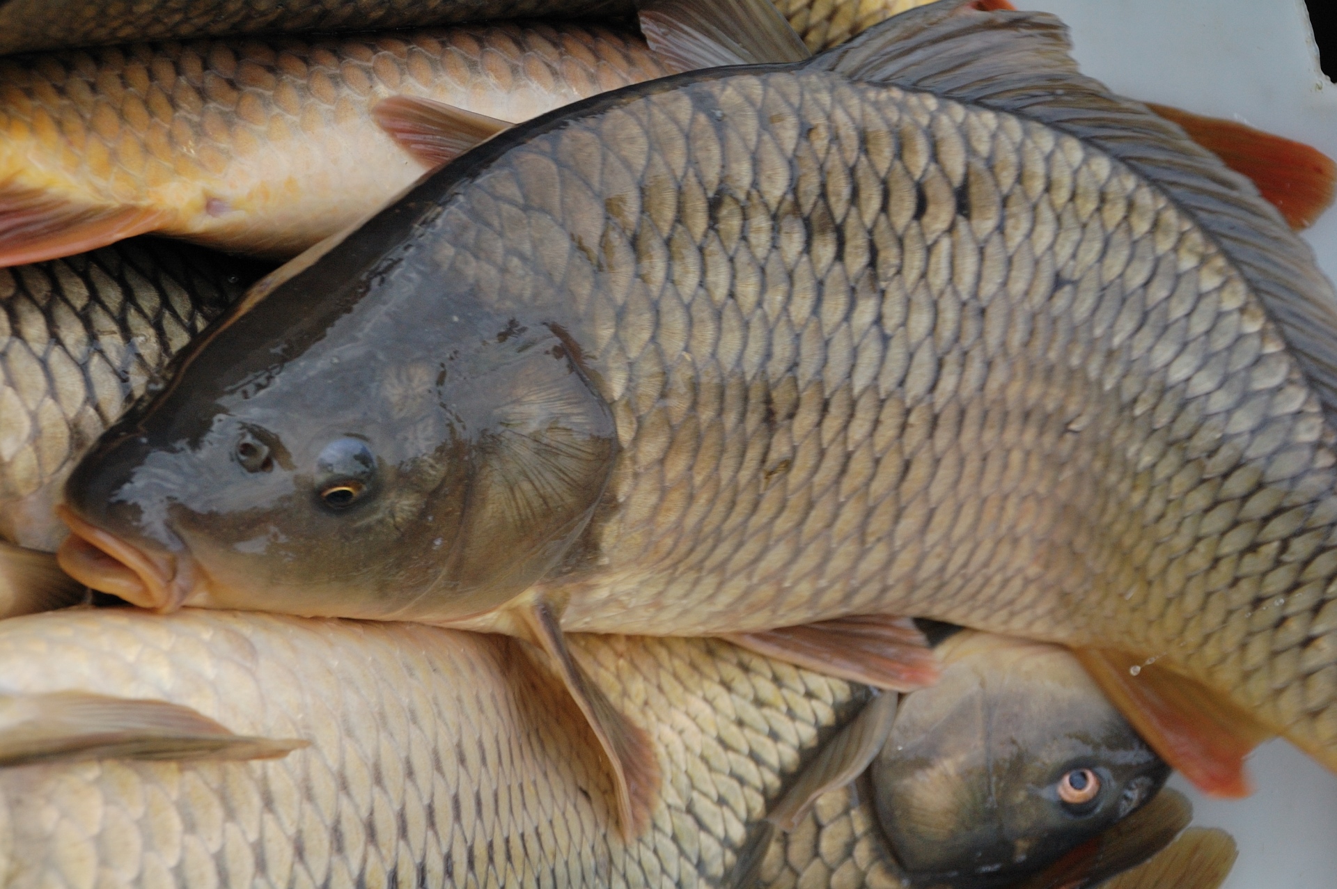 Forte mortalité de poissons au barrage de Korsimoro ; L’enquête livre ...