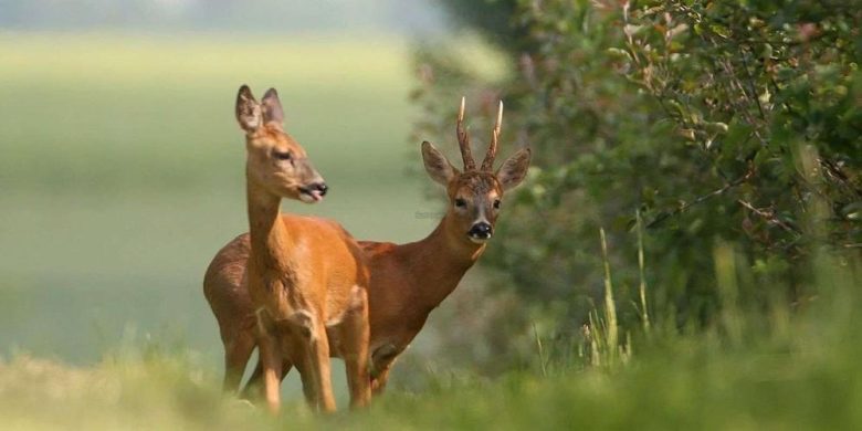Faune – Burkina Faso : La campagne de chasse sera lancée « cette année ...