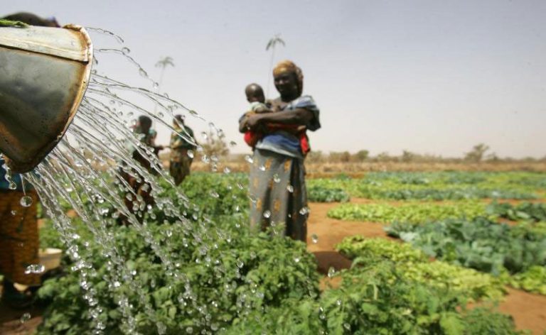 Burkina Faso – Campagne agricole 2024-2025 : 16% de hausse pour la ...